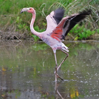 Galapagos - Isabela - Flamingo